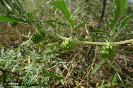   Fruits:   Sesamum eugeniae ; Photo by South Australian Seed Conservation Centre, used with permission
